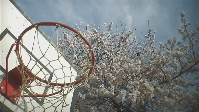 卒業桜 さくら映像詩