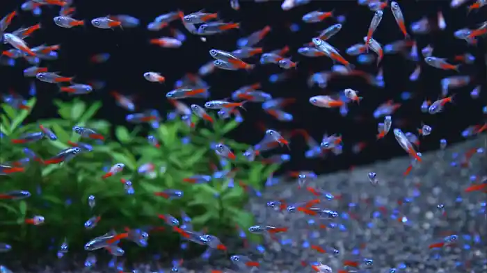 熱帯魚映像図鑑 バーチャル・アクアリウム