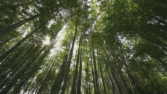 森林浴サラウンド「新緑の森」スペシャル