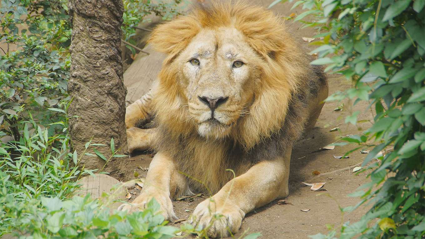 上野動物園の世界 全国流通版 の動画視聴 あらすじ U Next