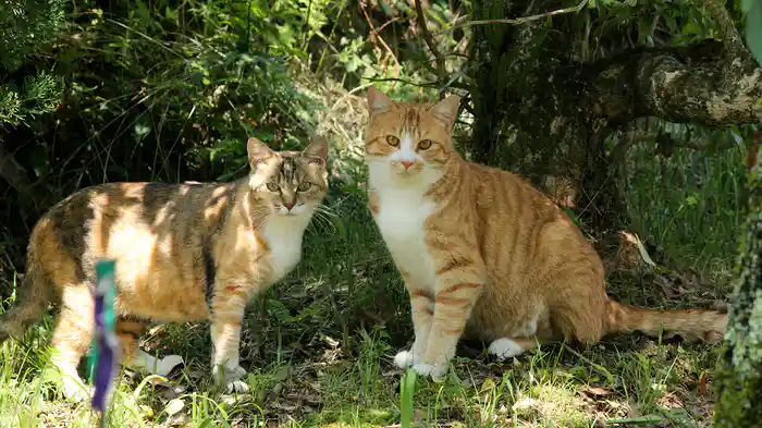 にゃんこTHE STORY1  宿場町ねこ散歩 中山道 妻籠宿・馬籠宿