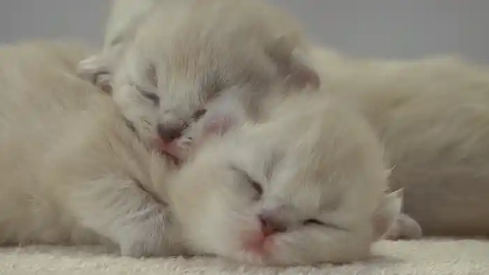 もふもふこねこ マザーズ・ラブ