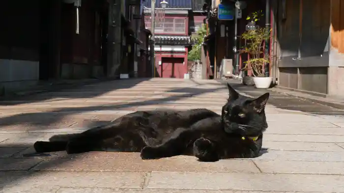 能登 金沢ねこ散歩