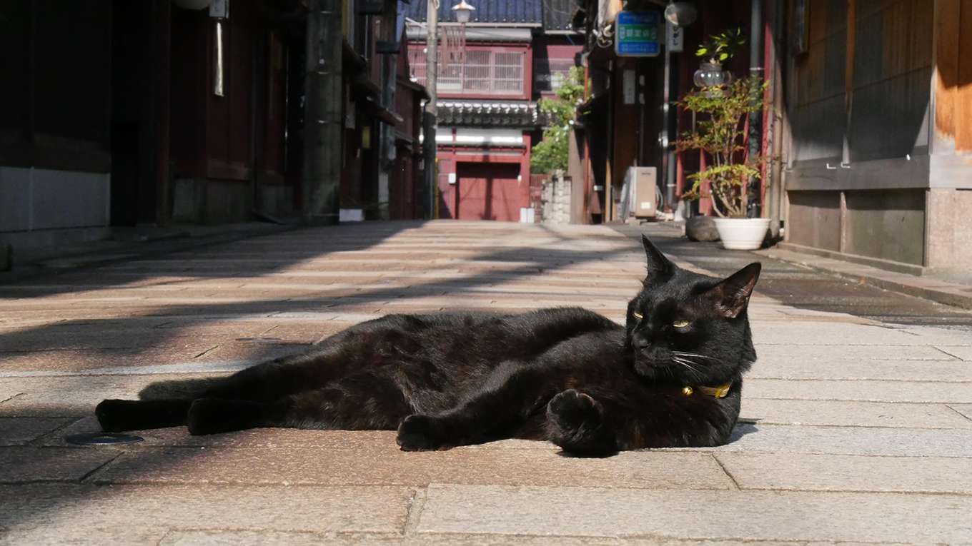 能登 金沢ねこ散歩の動画視聴 あらすじ U Next 能登 金沢ねこ散歩の動画視聴 あらすじ U Next