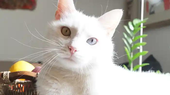 世界遺産の街 フィレンツェ 【旅猫ロマン】