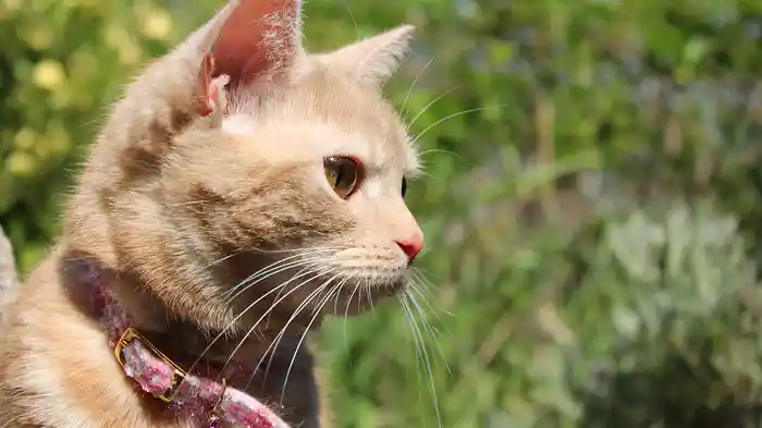 坂の街 尾道 【旅猫ロマン】