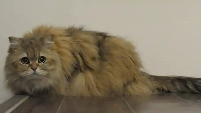 小江戸 川越 【旅猫ロマン】