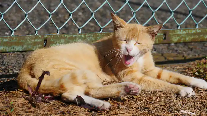 三浦半島 三崎と城ヶ島 【旅猫ロマン】