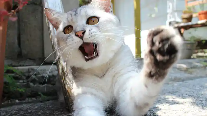 美ら猫(ちゅらねこ)石垣島編