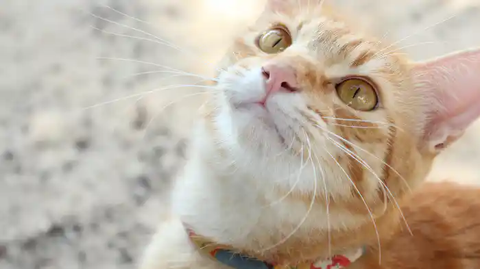 美ら猫(ちゅらねこ)竹富島編