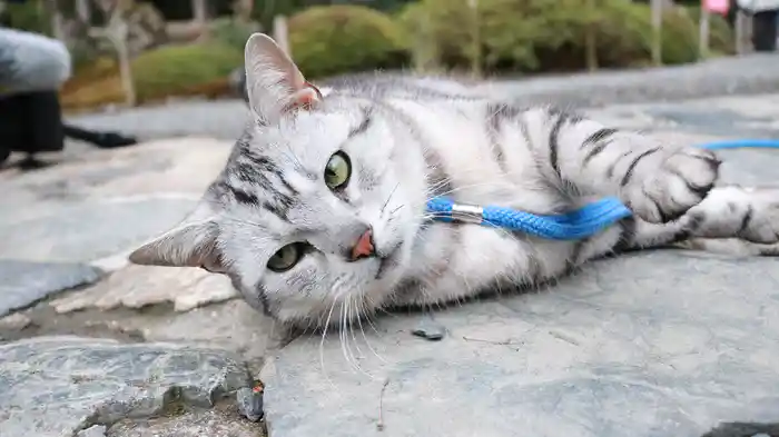 古都 京都 【旅猫ロマン】