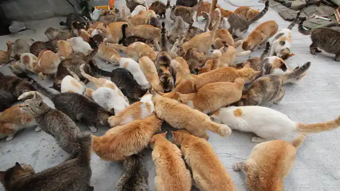猫の島 瀬戸内・青島