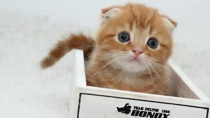 ほわほわこねこ ラブリー・キャット