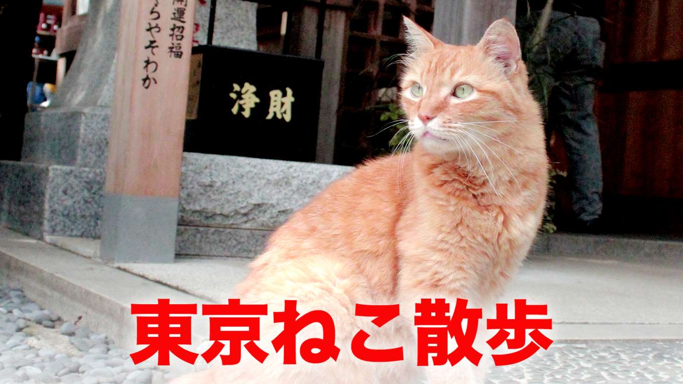 東京ねこ散歩の動画視聴 あらすじ U Next 東京ねこ散歩の動画視聴 あらすじ U Next