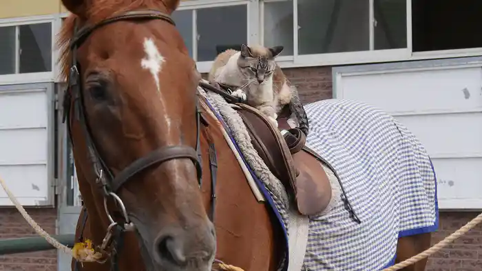 北海道ねこ散歩