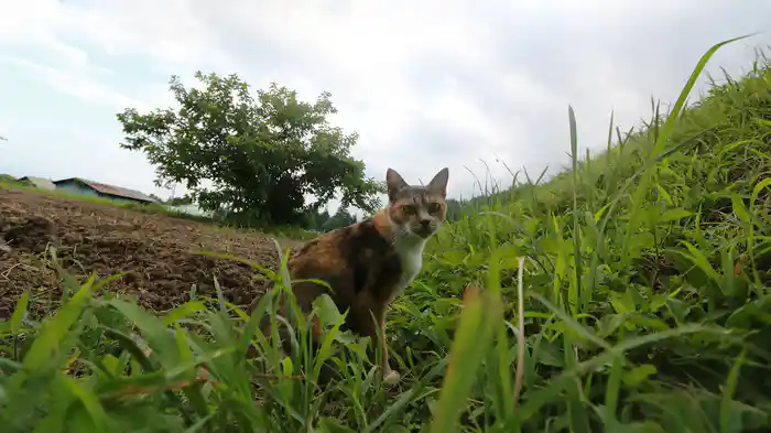 北アルプス山麓 安曇野 【旅猫ロマン】