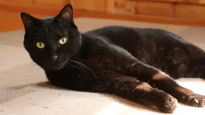 絶景 東伊豆 【旅猫ロマン】