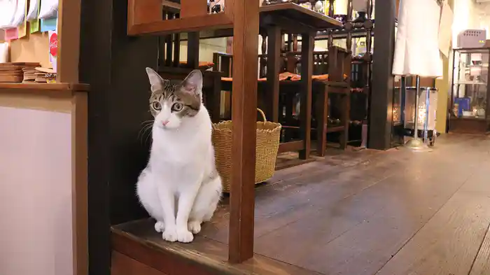 レトロモダン京都 【旅猫ロマン】