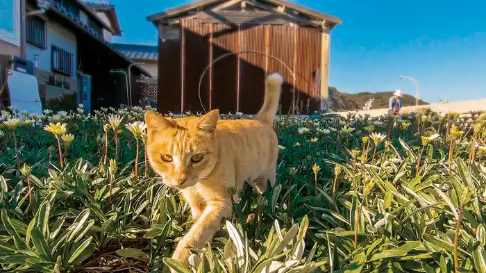 あいねこ ~世界5大猫スポット・相島のねこたち~