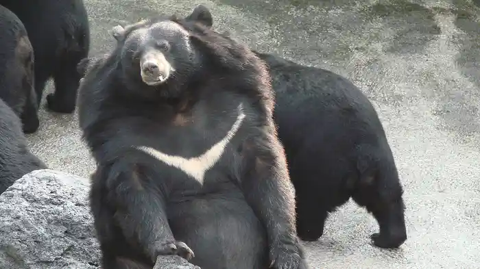 いきいき動物ビデオ