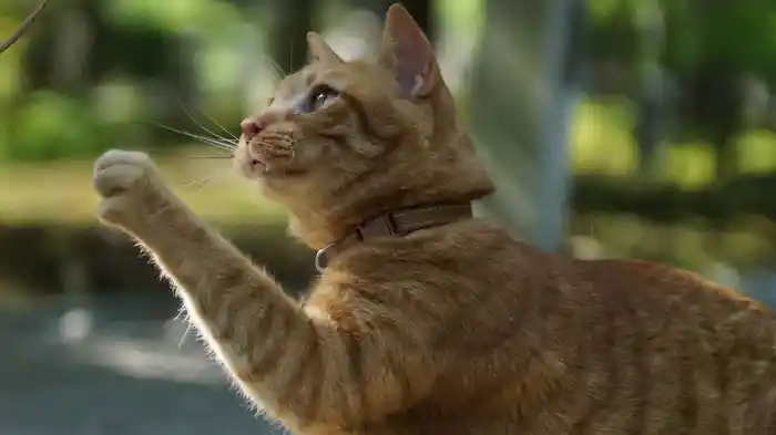 京都猫まち物語