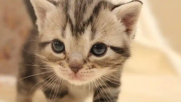 ふわねこ スターねこの仔猫たち