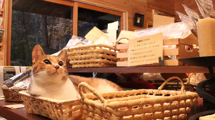 にゃんこTHE LOVE 安曇野ねこ