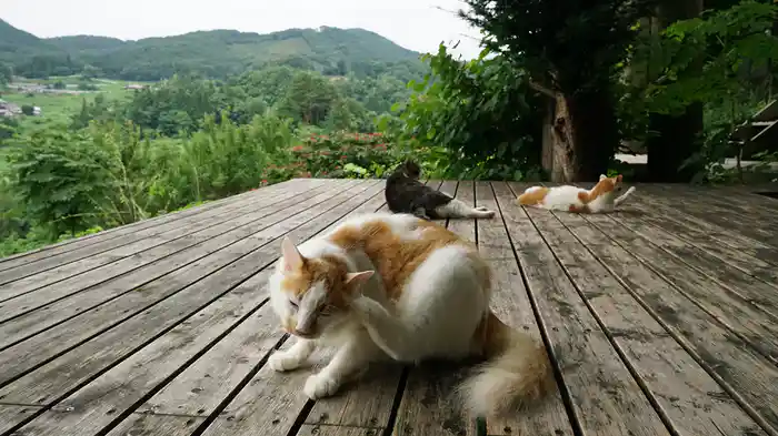 猫がもてなす農家民宿 【旅猫ロマン】