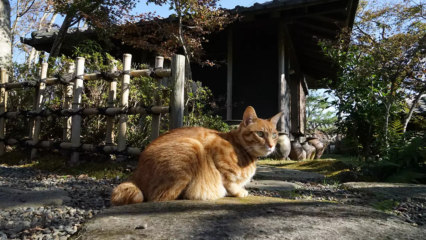 猫のいる庭園美術館 【旅猫ロマン】