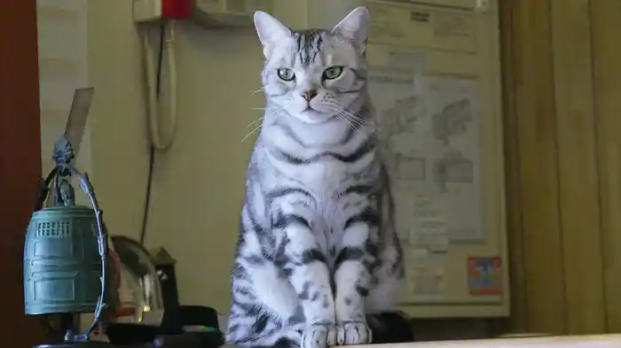 宿ねこ にっぽん