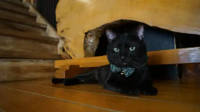 お猿の温泉 渋温泉と志賀高原 【旅猫ロマン】