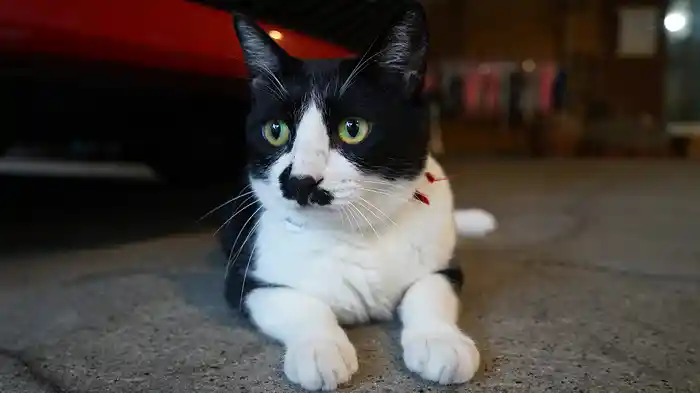 信州 湯けむり野沢温泉 【旅猫ロマン】