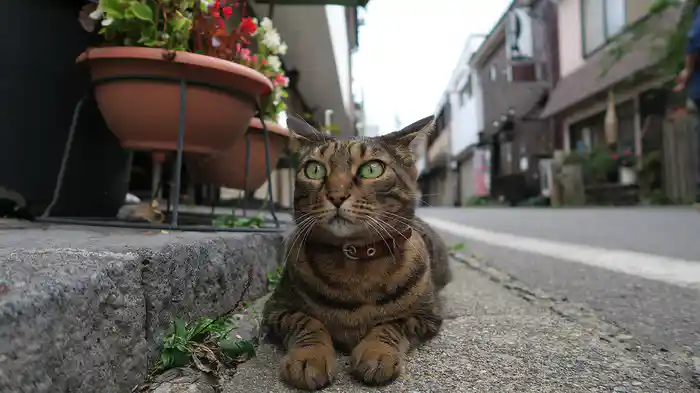 美しい村 軽井沢 【旅猫ロマン】
