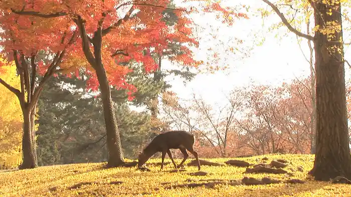 紅葉 名所絶景を訪ねて/映像遺産・ジャパントリビュート