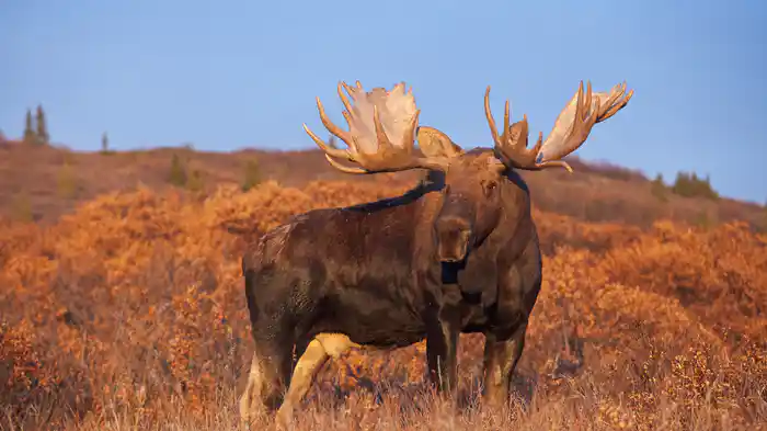 ワイルド・アラスカ ～炎と氷の大地～