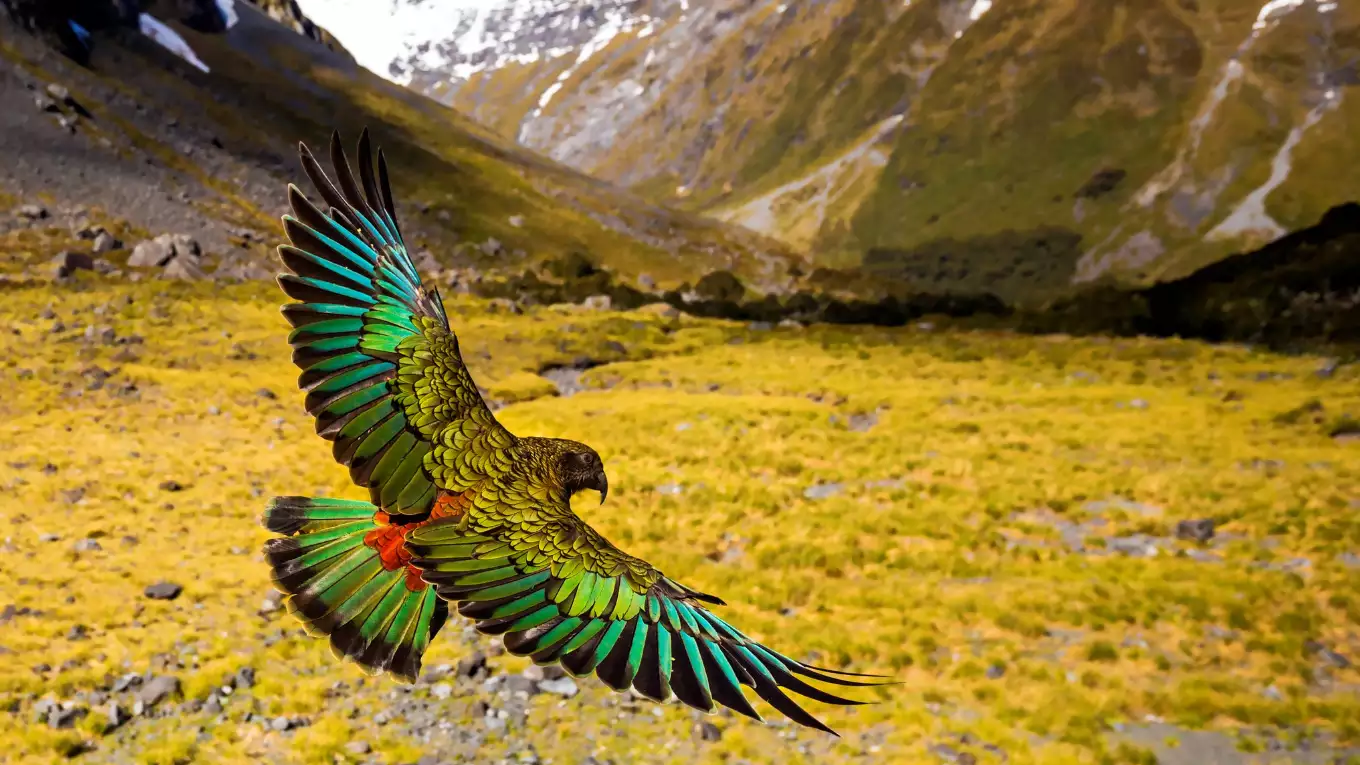 ワイルド・ニュージーランド ～美しき野生の楽園