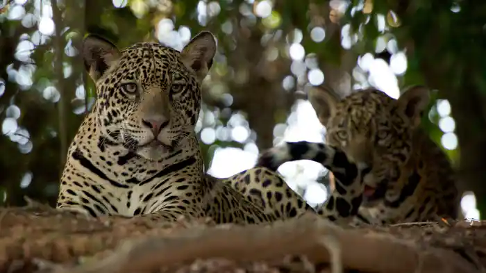 ワイルド・ブラジル ~情熱の大陸~