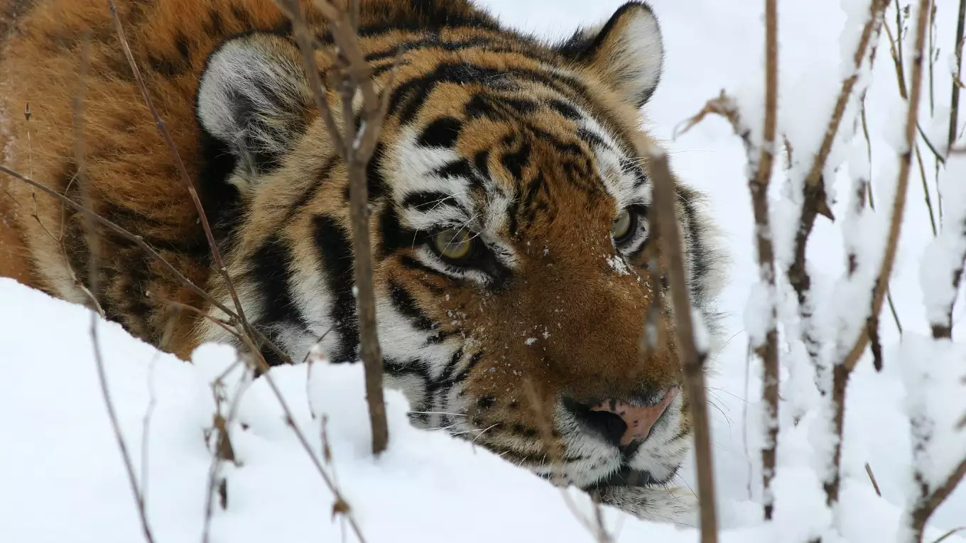 野生のアムールトラを探せ！ シベリアの森に生きる