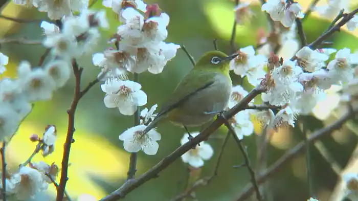 野鳥浴 映像と鳴き声で愉しむバーチャル・バードウォッチング
