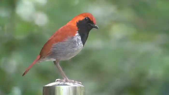 日本百鳴鳥 202 にほんひゃくめいちょう／映像と鳴き声で愉しむ野鳥図鑑