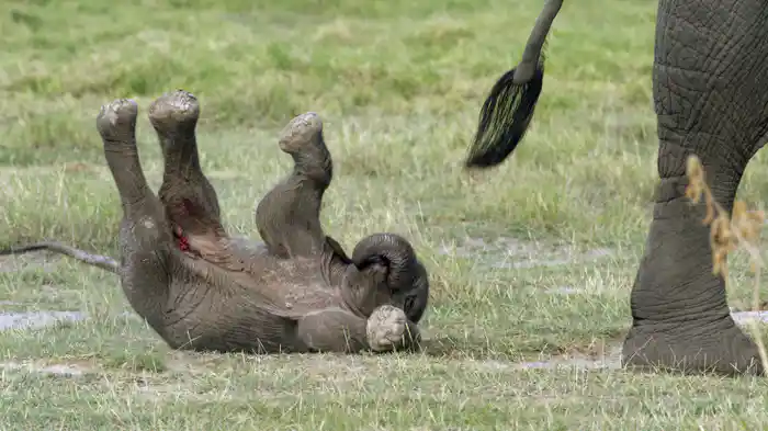 リラックス・アニマルズ～魔法のカメラが映す素顔～