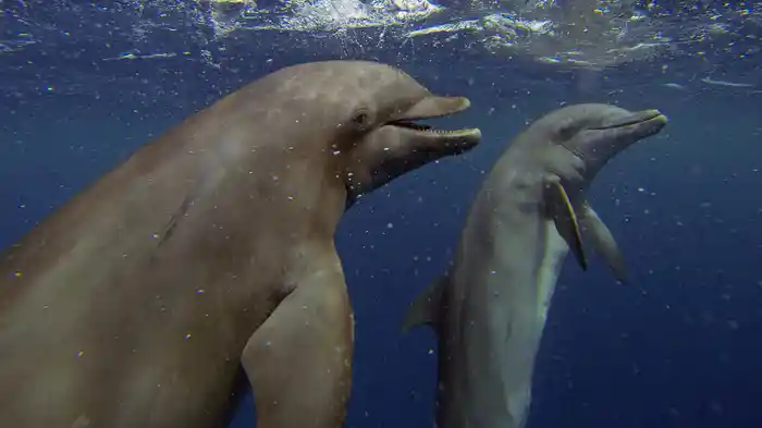 スパイカムシリーズ 海の友だちイルカの素顔