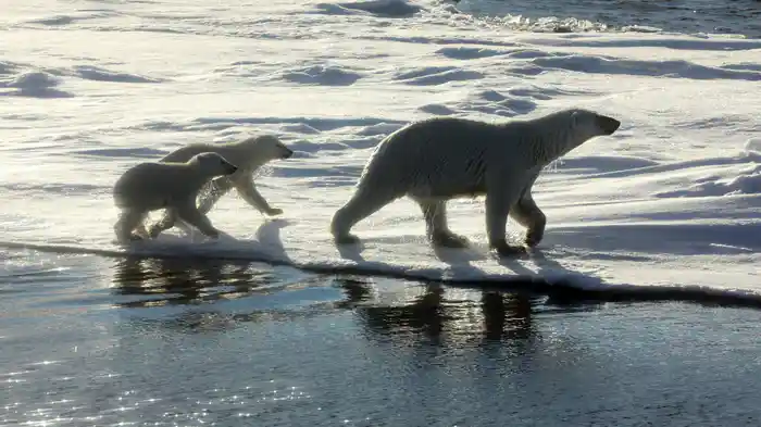 スパイカムシリーズ 氷上の王者ホッキョクグマの素顔