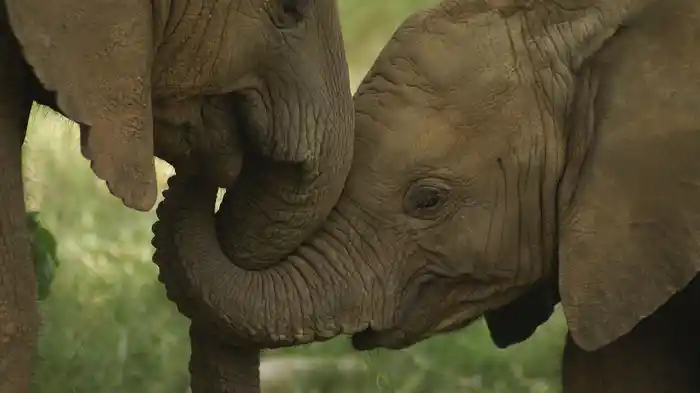 ケニア・野生のゾウと暮らす