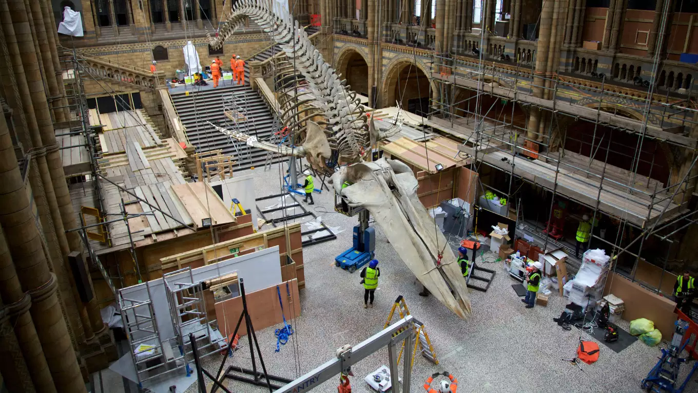 巨大展示物 入れ替え大作戦～ロンドン自然史博物館