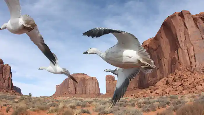 アースフライト 大空の冒険者たち