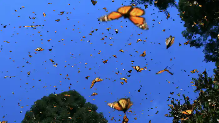 メガネイチャー