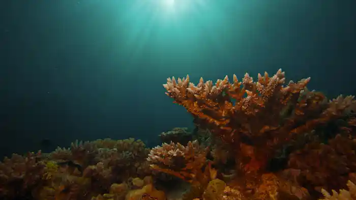 グレート・バリア・リーフ