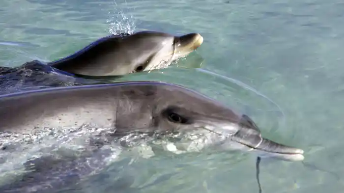 母イルカの愛と勇気