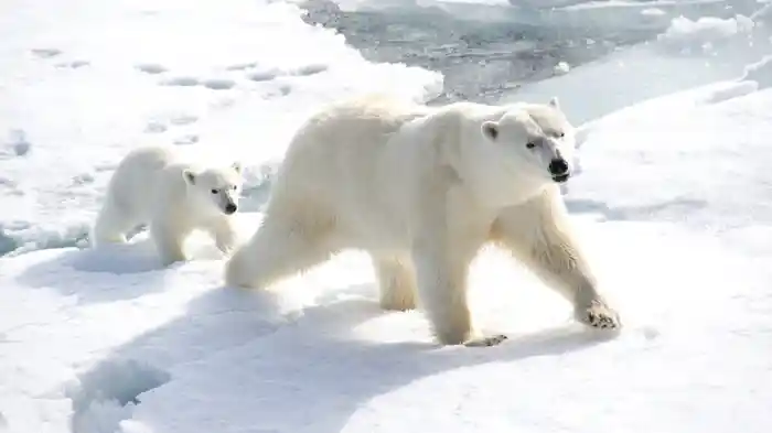 動物のスーパー子育て術